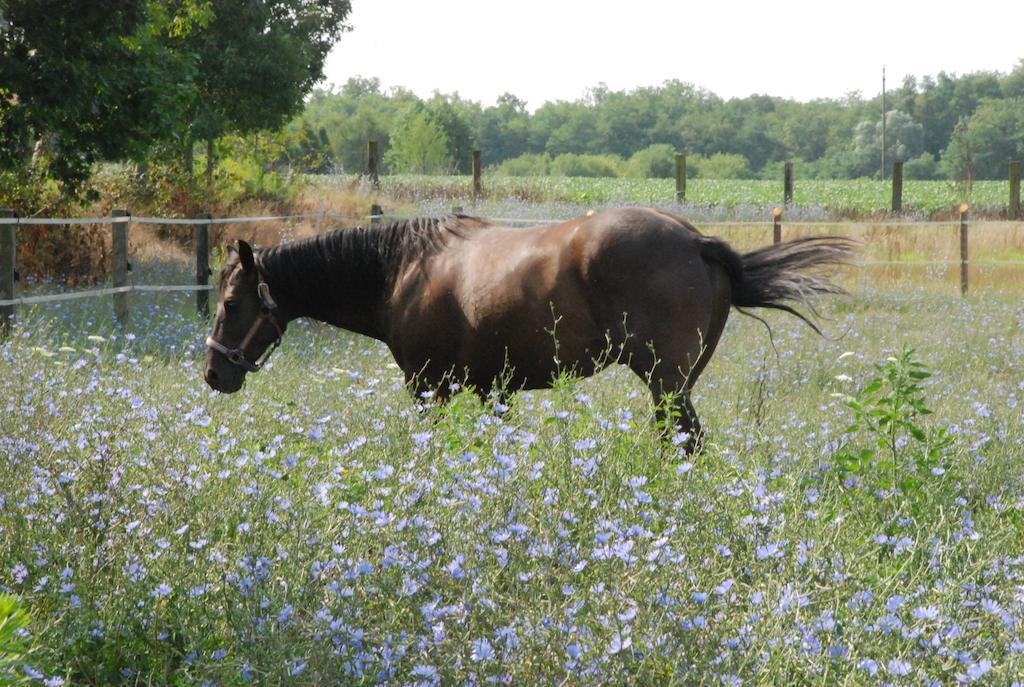 Agriturismo Fano'S Farm Suno ภายนอก รูปภาพ