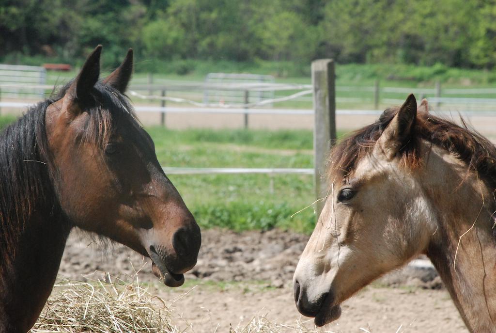 Agriturismo Fano'S Farm Suno ภายนอก รูปภาพ
